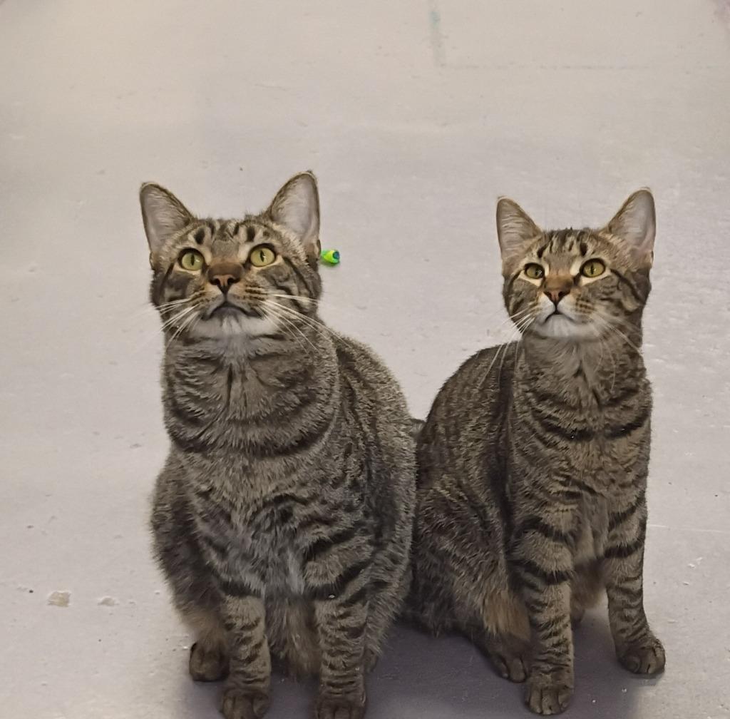 Rizzo & Ruby, Adoptable, Young Male Domestic Short Hair.