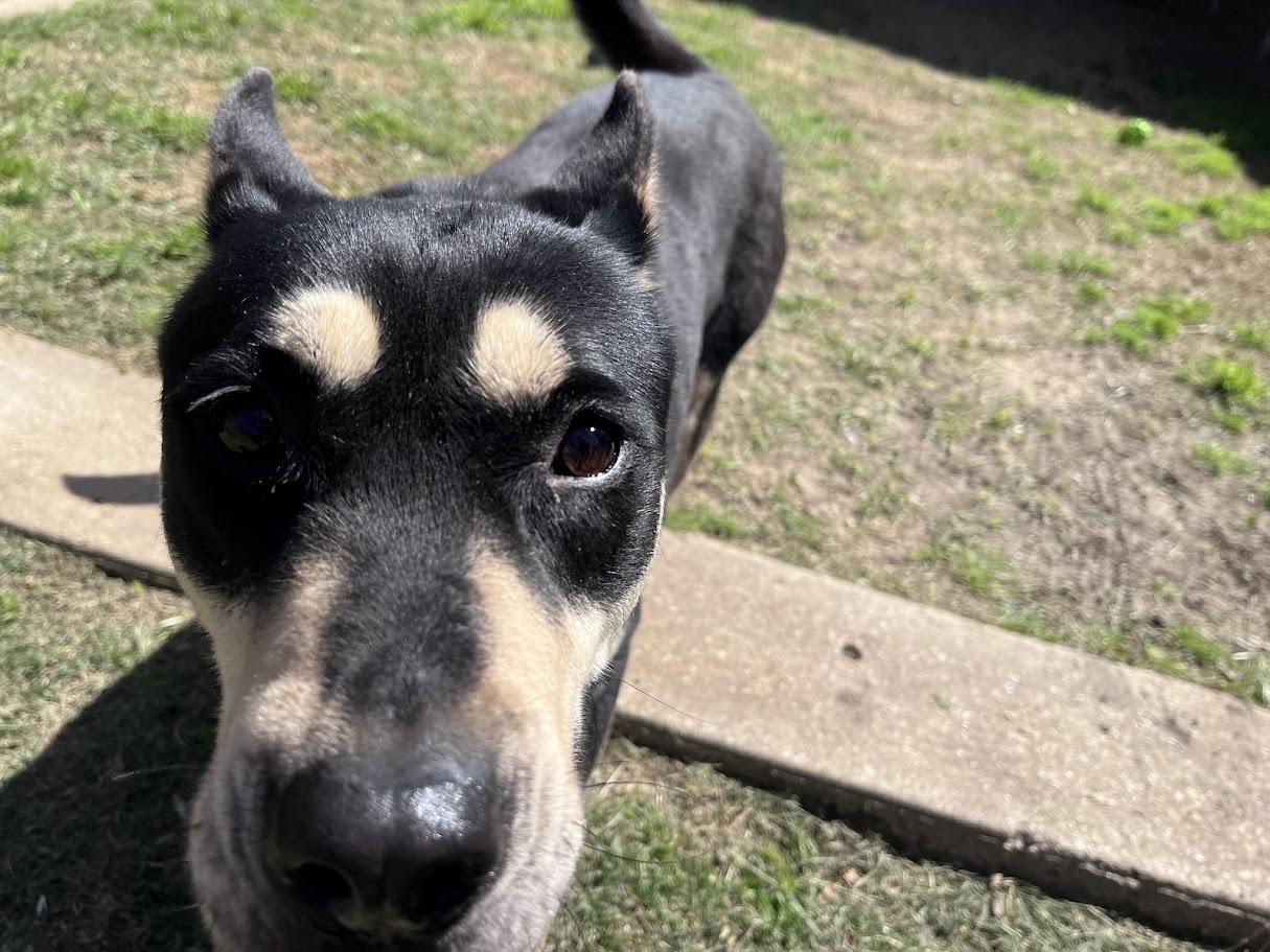 Anna* A216003, a ADOPTABLE German Shepherd Dog in Plano, TX image 3/3