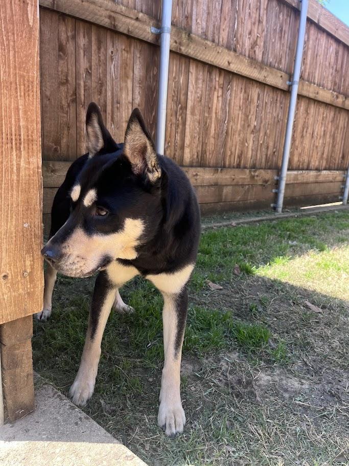 Anna* A216003, a ADOPTABLE German Shepherd Dog in Plano, TX image 2/3