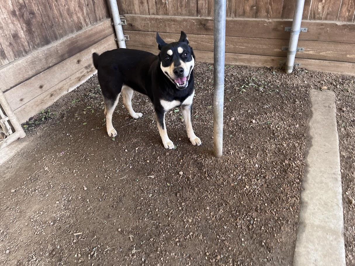 Anna* A216003, a ADOPTABLE German Shepherd Dog in Plano, TX image 1/3