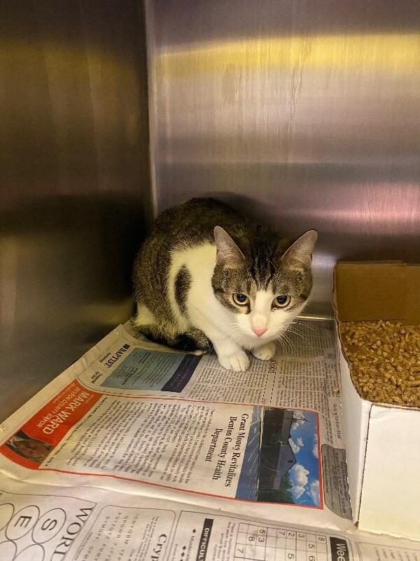 Pixie Dust, Adoptable, Adult Female Domestic Short Hair.