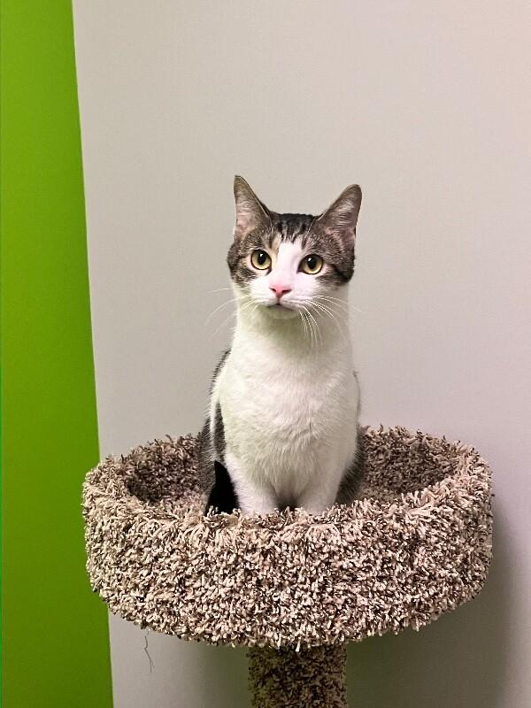 Enlarge Pixie Dust, a Adoptable Domestic Short Hair in Jackson, TN image 2/2
