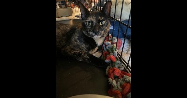 Enlarge Fiona, a Adoptable Domestic Short Hair in Pinellas Park, FL image 1/2