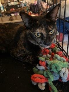 Enlarge Fiona, a Adoptable Domestic Short Hair in Pinellas Park, FL image 2/2