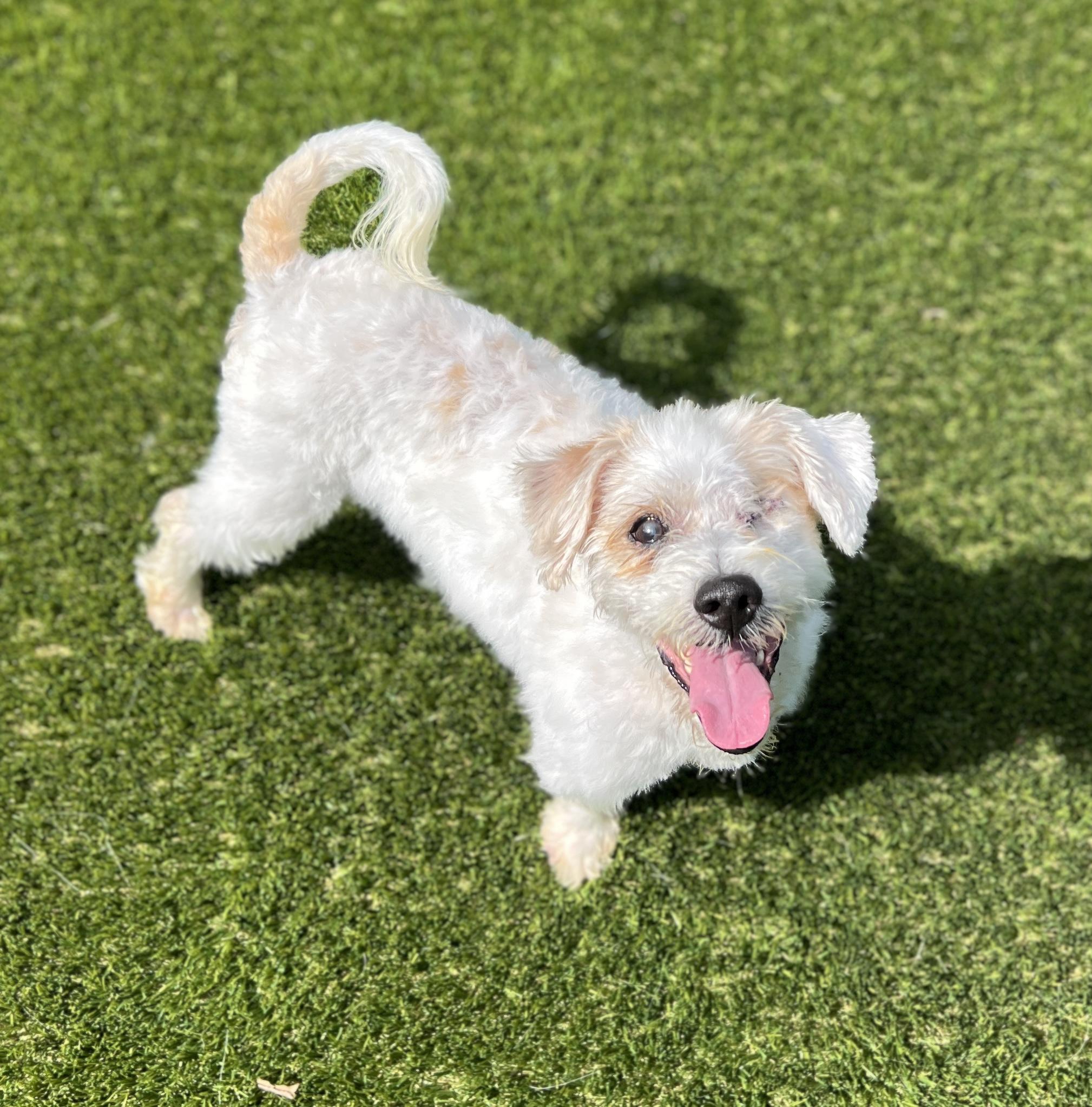 Enlarge Toby, a Adoptable mixed breed in Port Washington, NY image 3/3