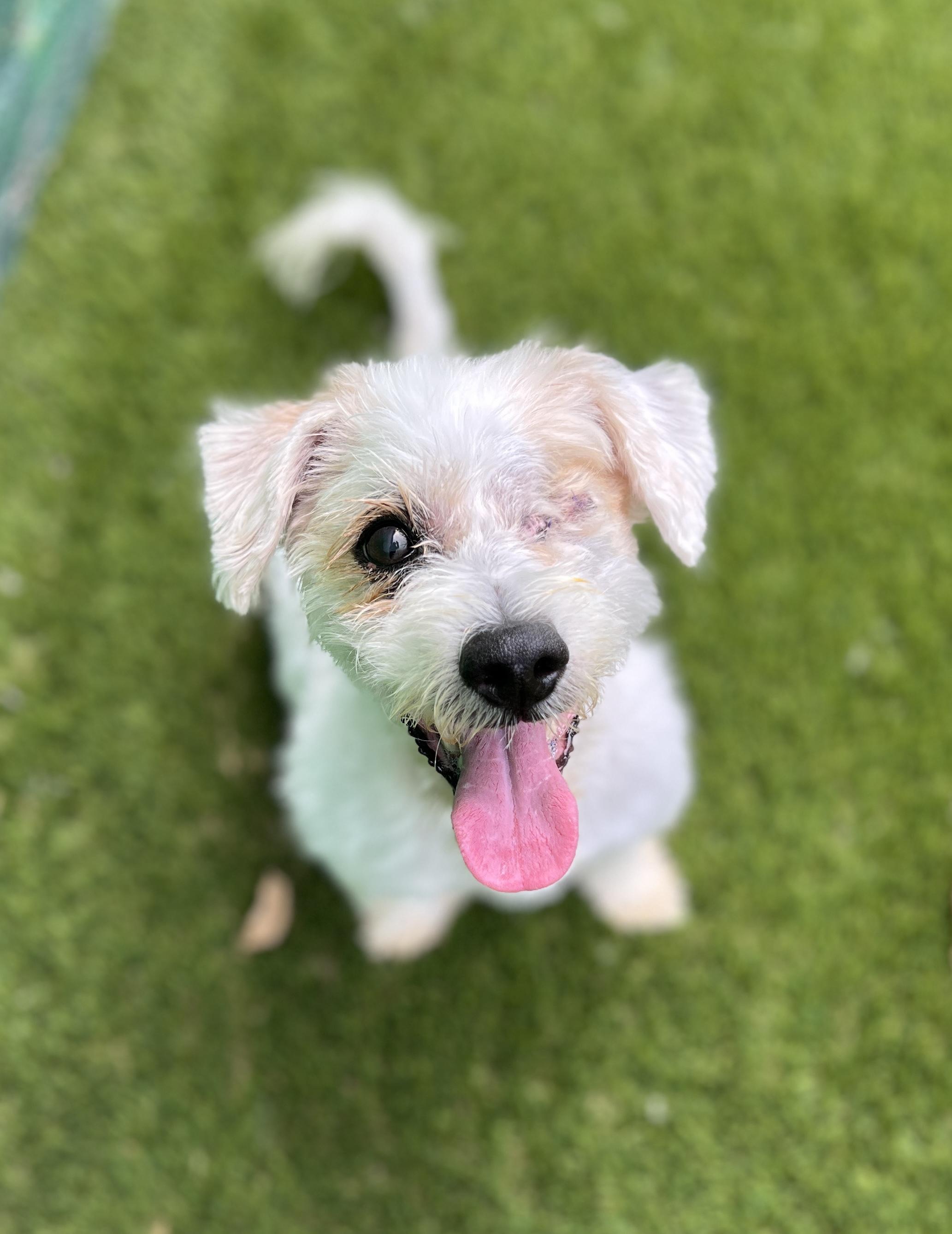 Toby, Adoptable, Adult Male Havanese.
