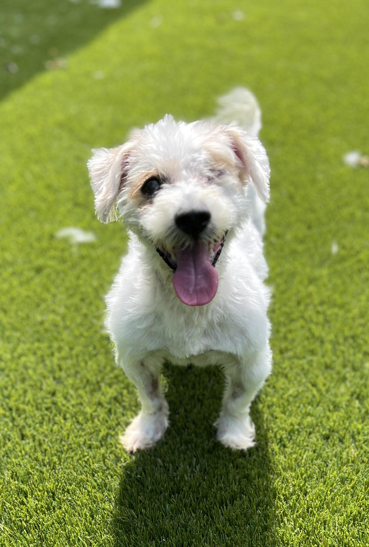 Enlarge Toby, a Adoptable mixed breed in Port Washington, NY image 2/3