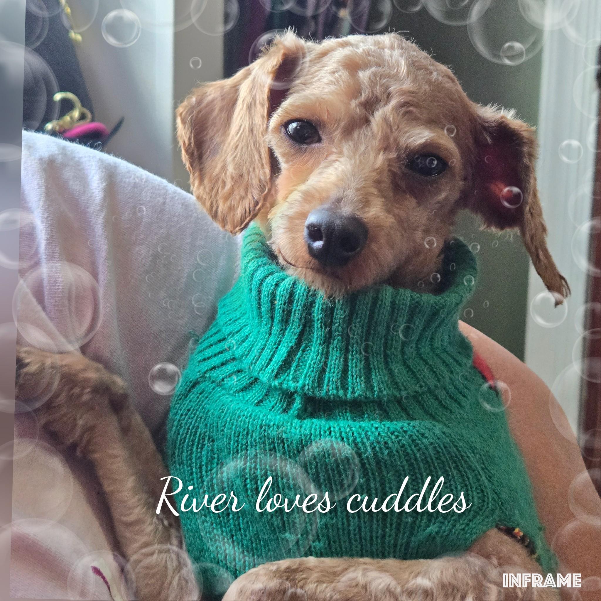 River, adopted, Adult Male Miniature Poodle.