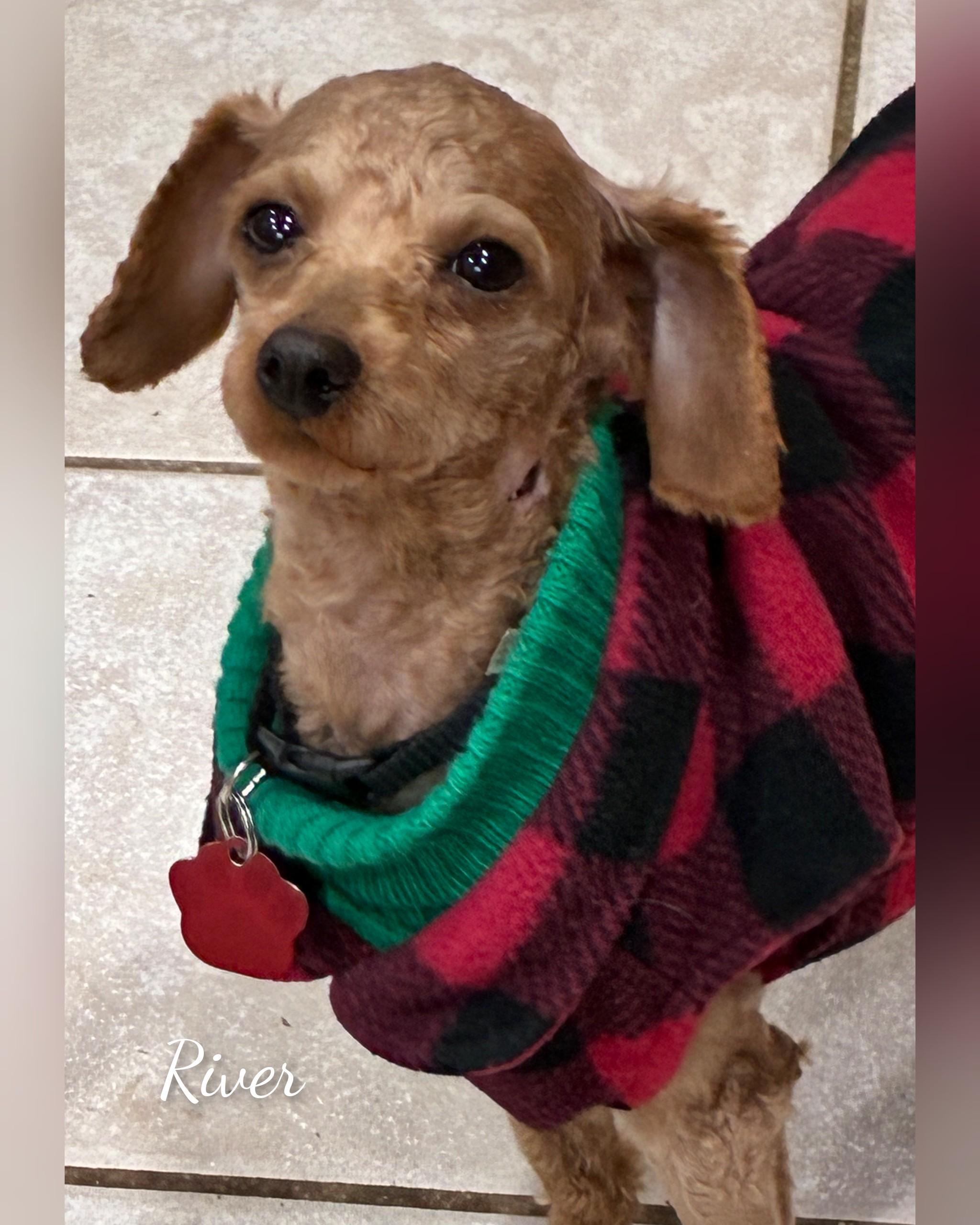 River, an adopted Miniature Poodle in Fredericksburg, VA image 2/5