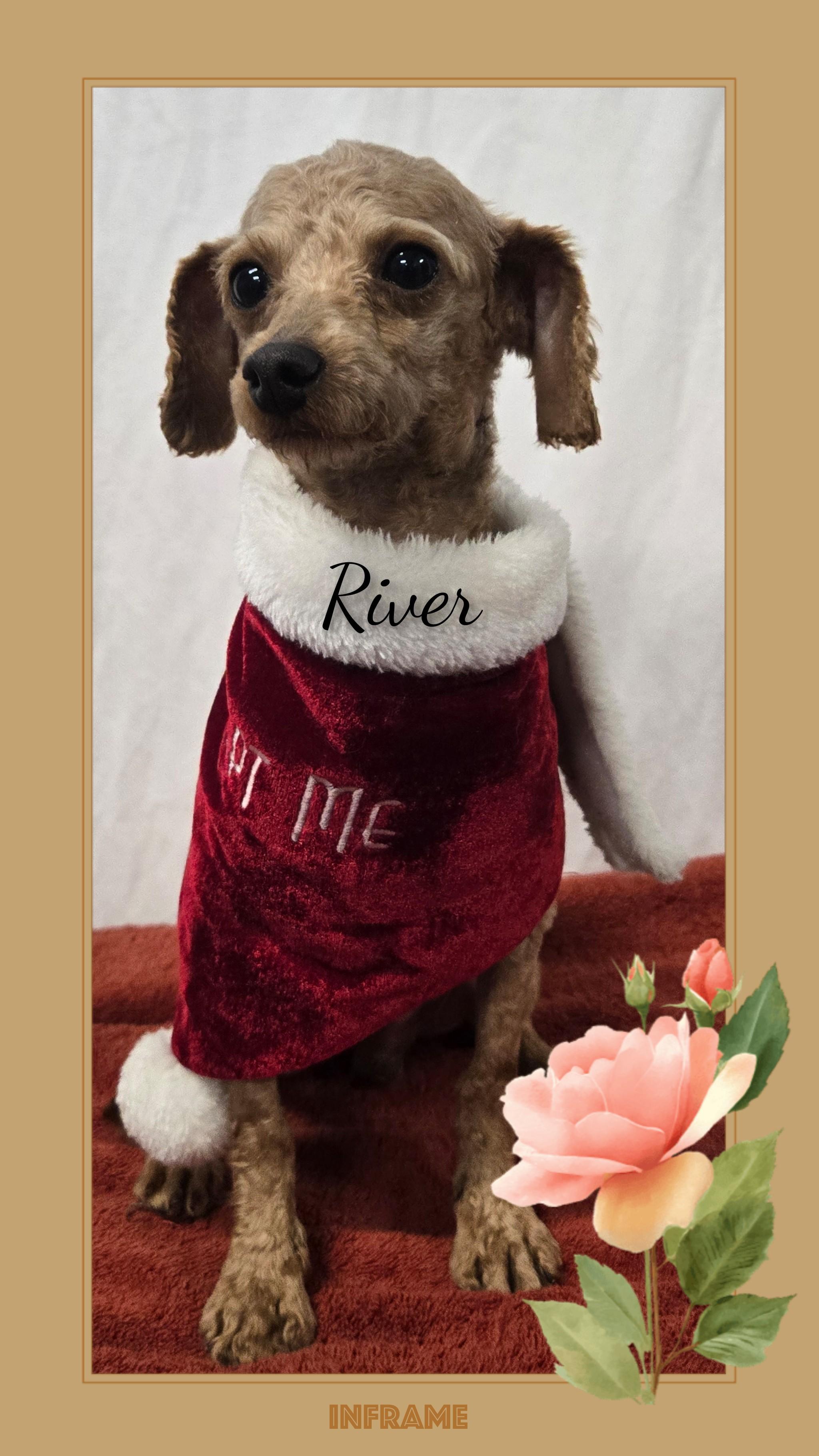 River, an adopted Miniature Poodle in Fredericksburg, VA image 3/5