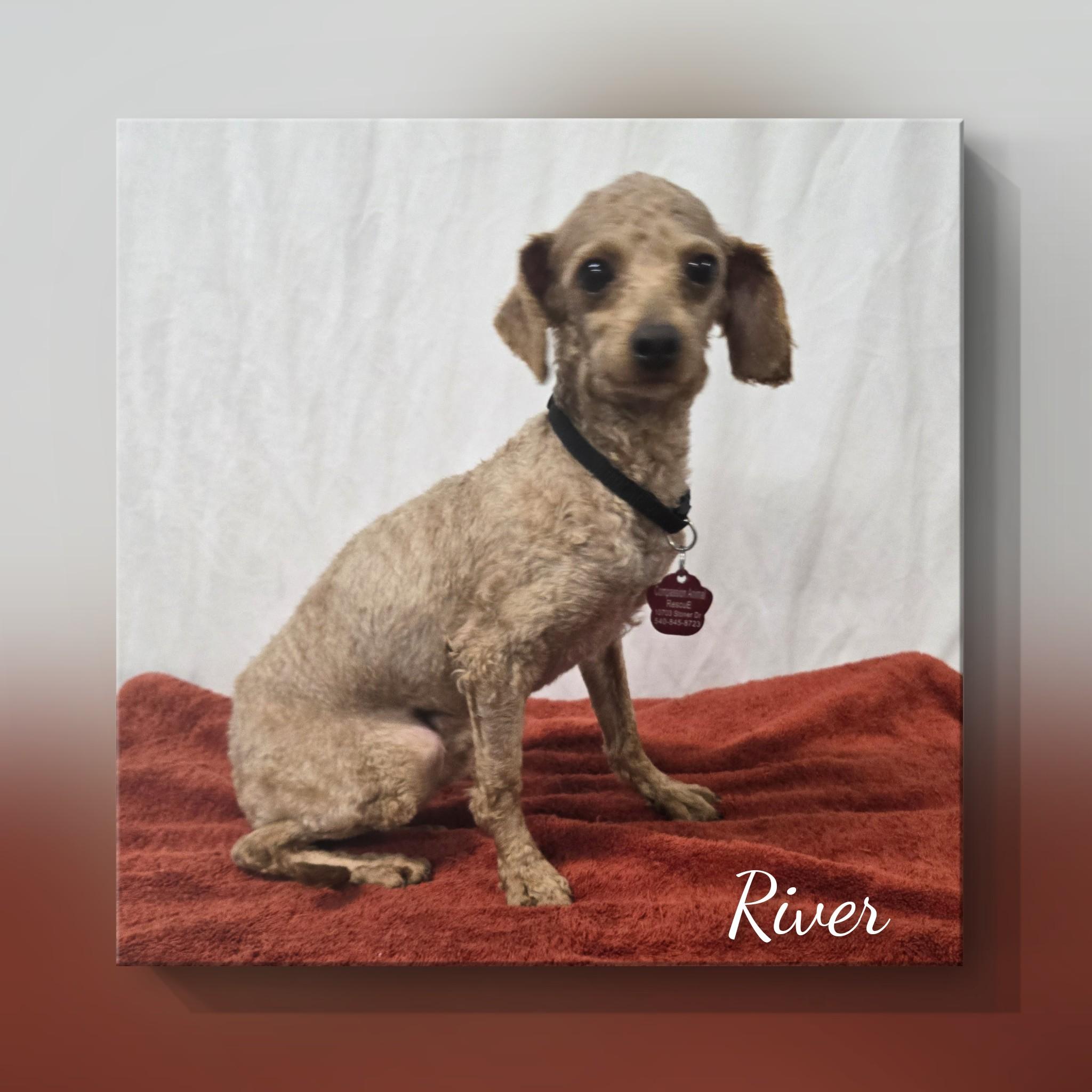 River, an adopted Miniature Poodle in Fredericksburg, VA image 4/5