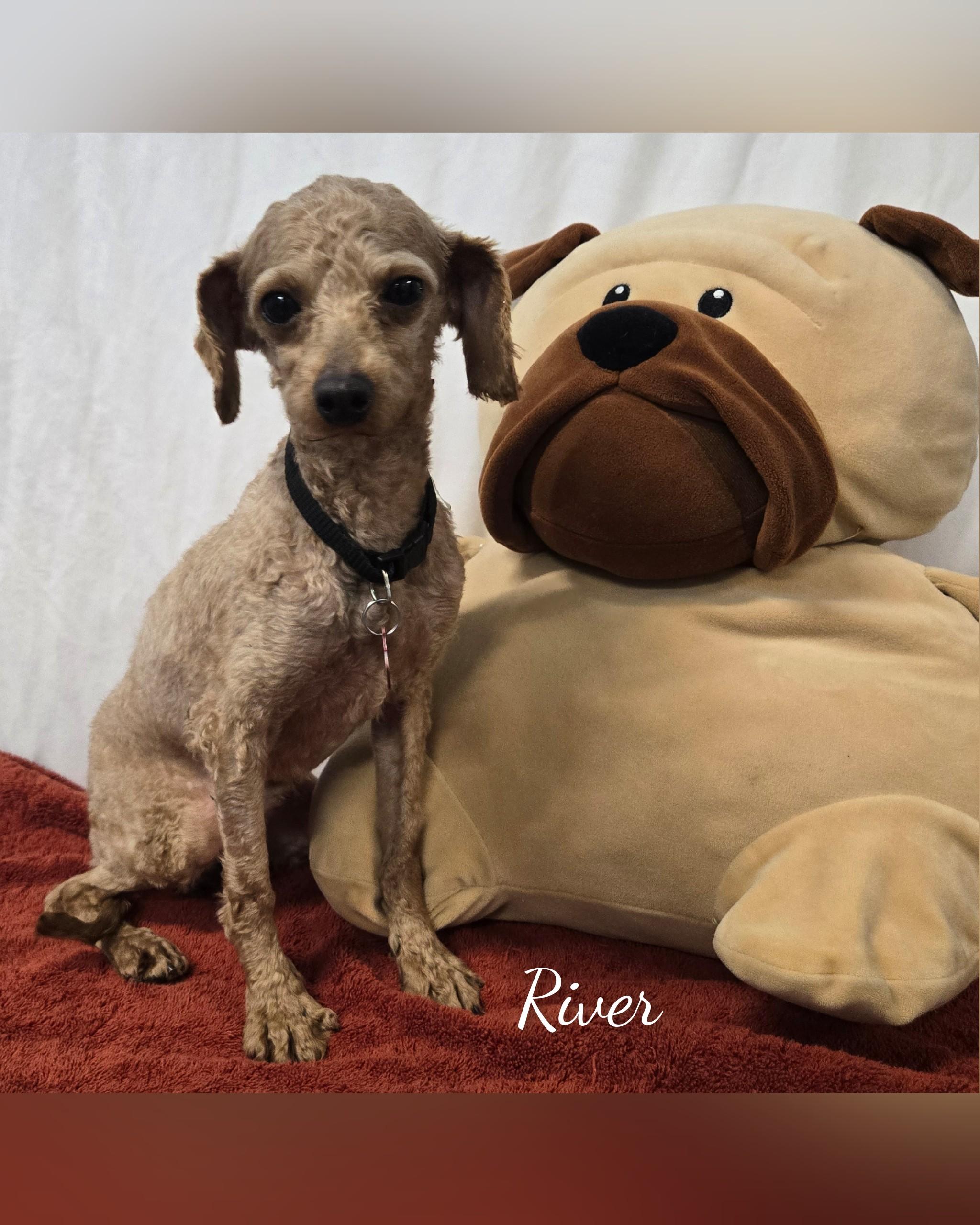 River, an adopted Miniature Poodle in Fredericksburg, VA image 5/5