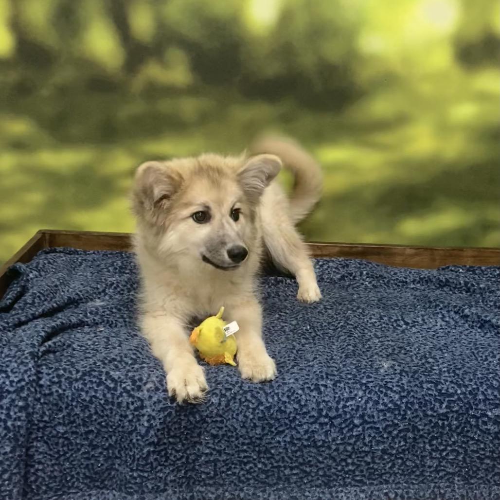 Athena, Adoptable, Puppy Female Mixed Breed.