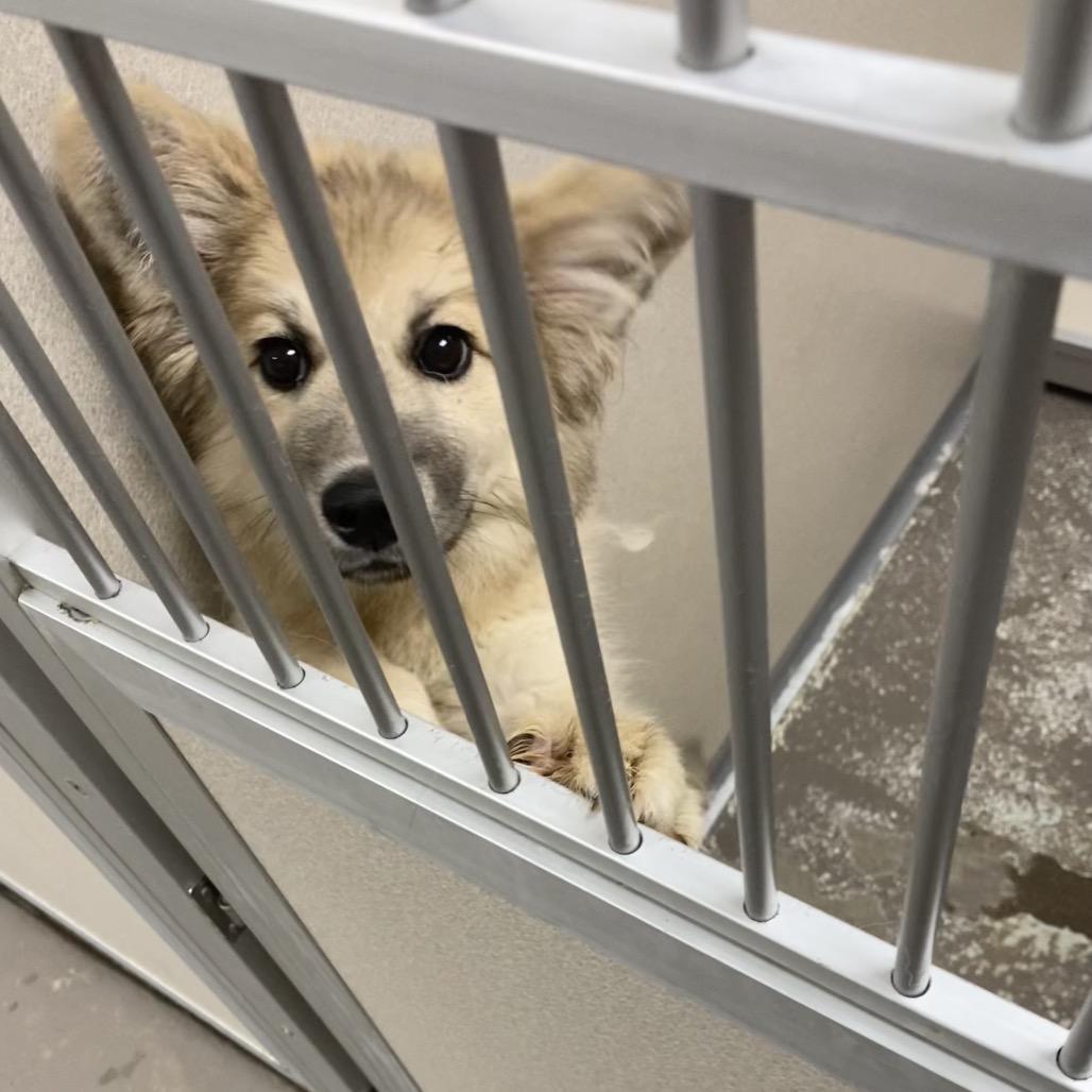 Athena, a Adoptable Mixed Breed in Auburn, NH image 2/5