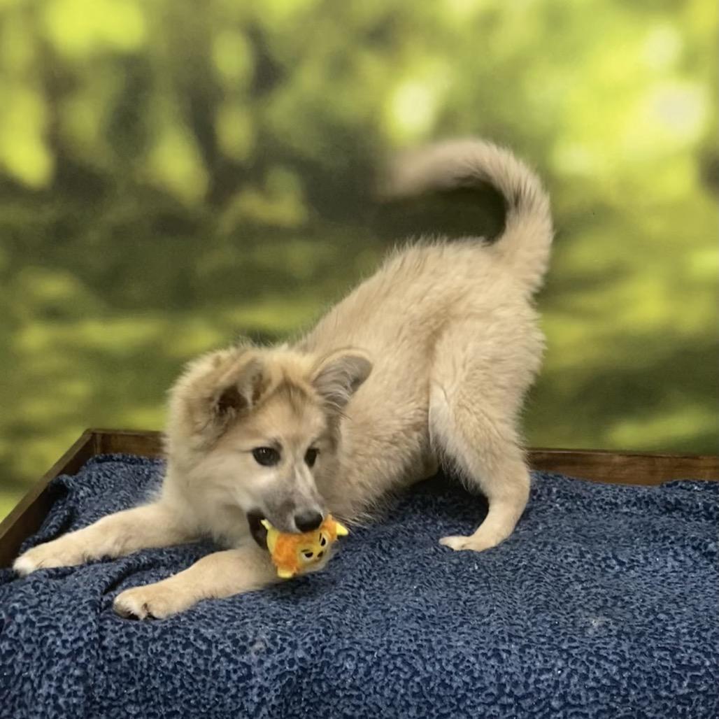 Athena, a Adoptable Mixed Breed in Auburn, NH image 4/5