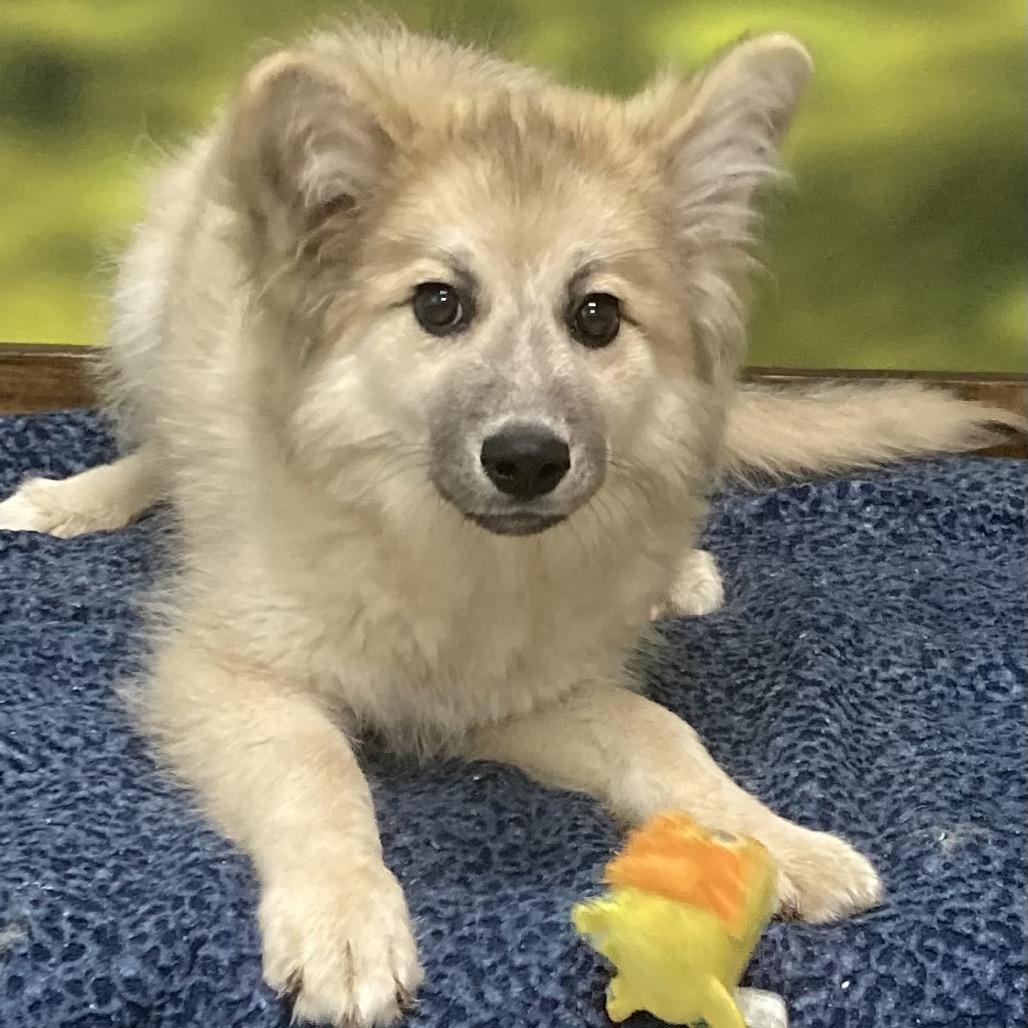 Athena, a Adoptable Mixed Breed in Auburn, NH image 5/5