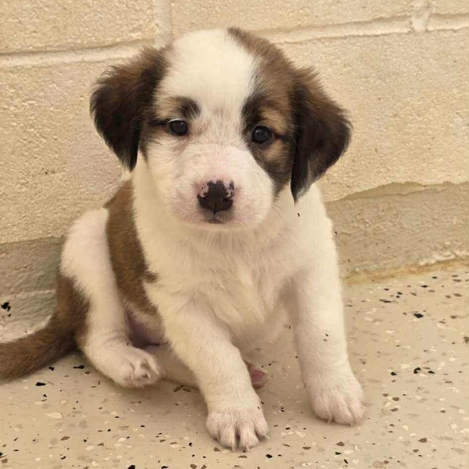 Enlarge Zombie, a Adopted Mixed Breed in Schenectady, NY image 1/3