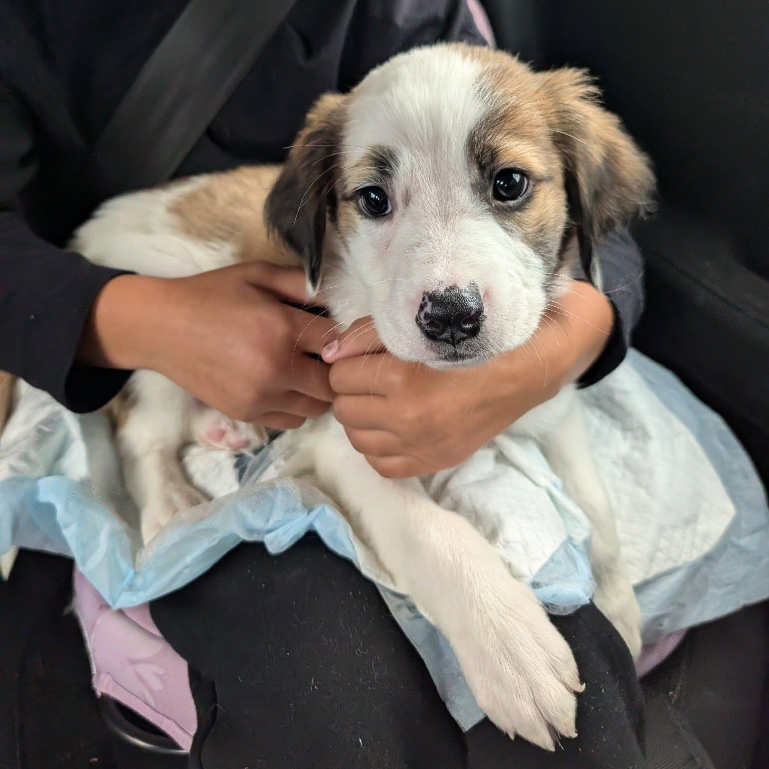 Enlarge Zombie, a Adopted Mixed Breed in Schenectady, NY image 2/3