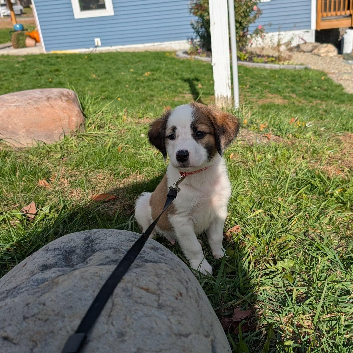 Enlarge Zombie, a Adopted Mixed Breed in Schenectady, NY image 3/3