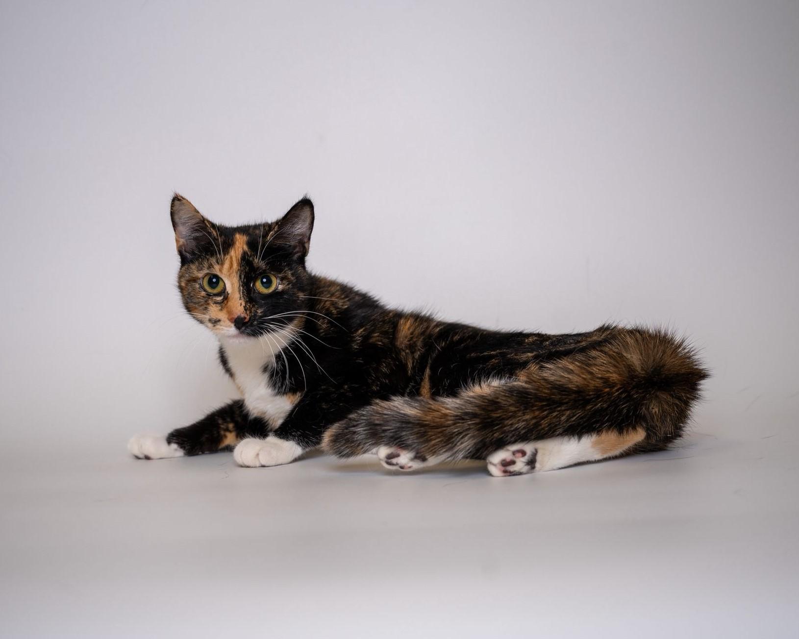 Smudge, Baby Female unknown