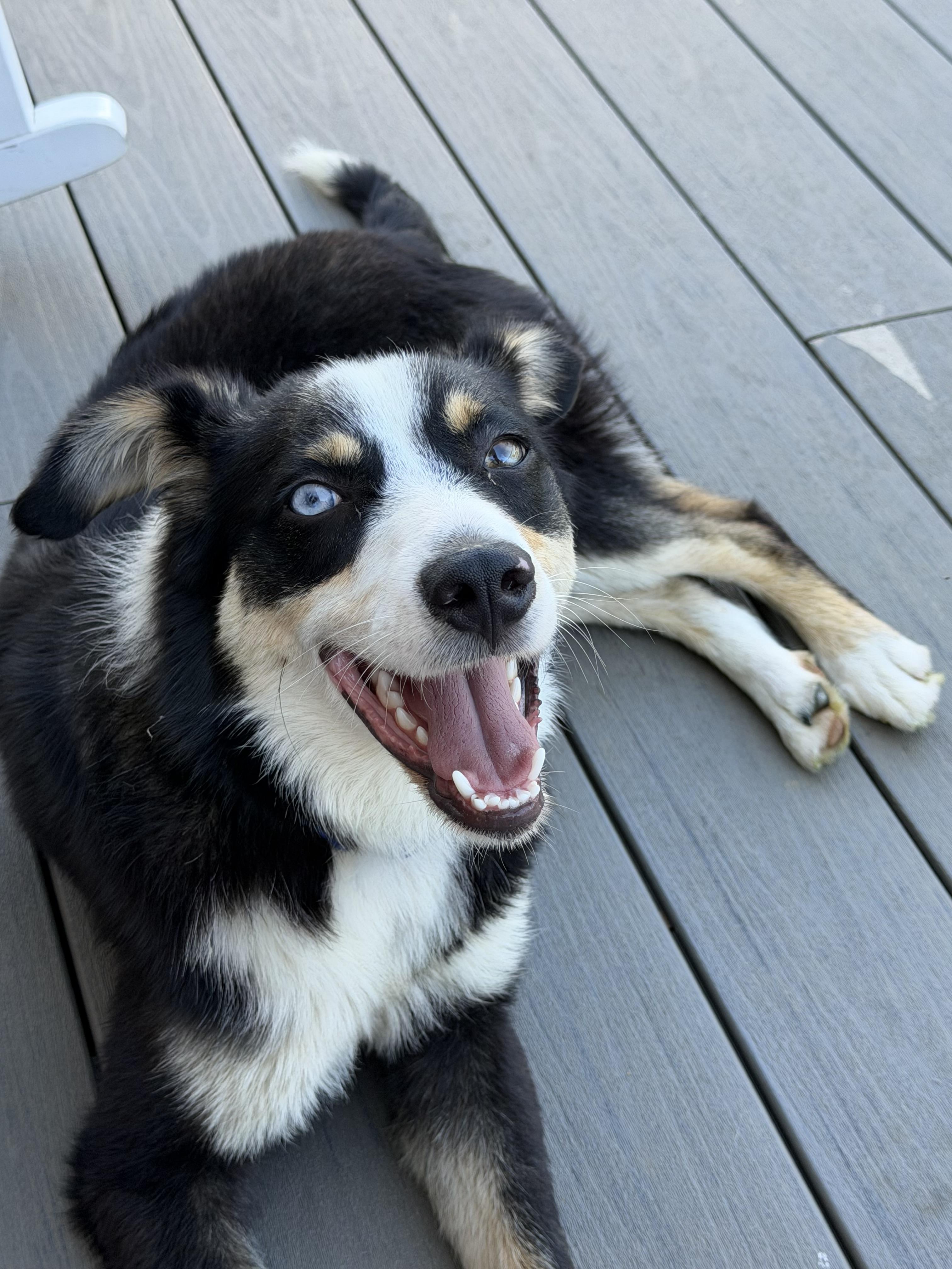 Denver, a ADOPTABLE mixed breed in Stuarts Draft, VA image 3/5