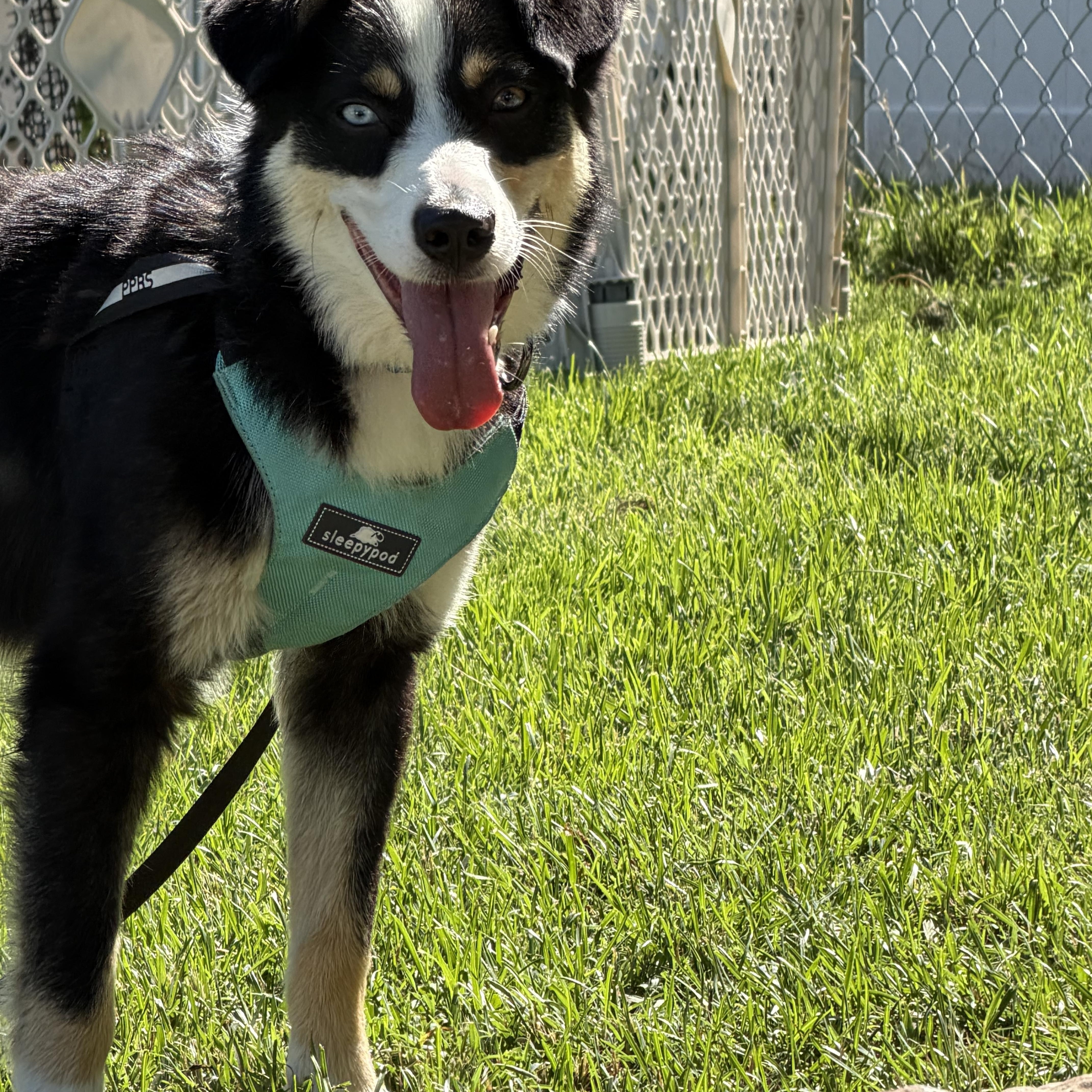 Denver, ADOPTABLE, Puppy Male Australian Shepherd & Border Collie.