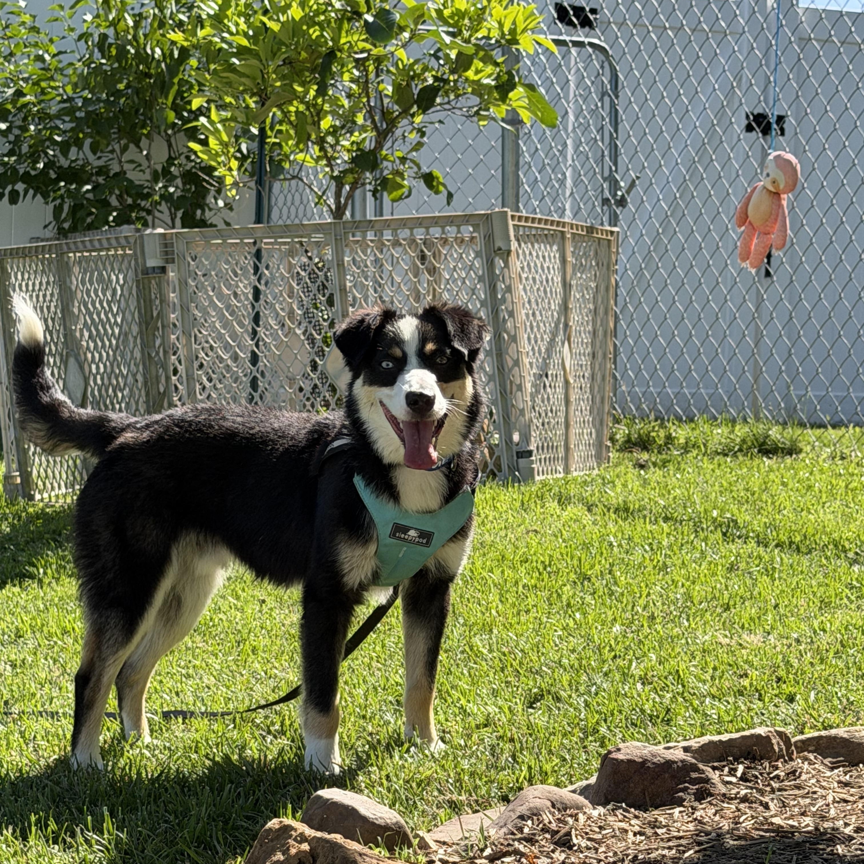 Denver, a ADOPTABLE mixed breed in Stuarts Draft, VA image 2/5