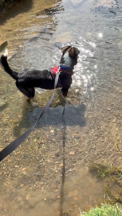 Enlarge Denver, a ADOPTABLE mixed breed in Stuarts Draft, VA video 4/5