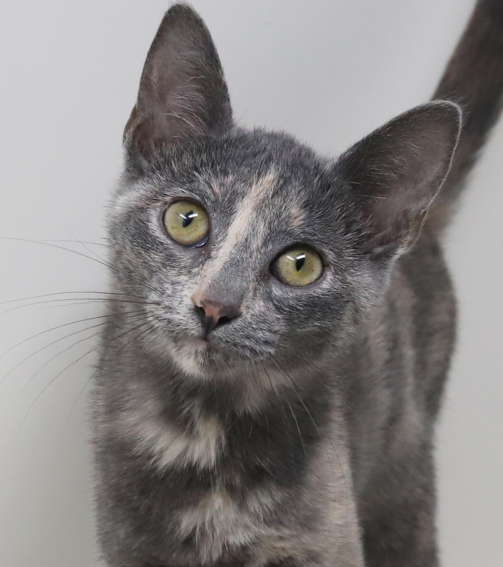 Enlarge Bliss is a blast - Super model petite princess of purring - VIDEO, a Adoptable mixed breed in Bedford Hills, NY image 3/6