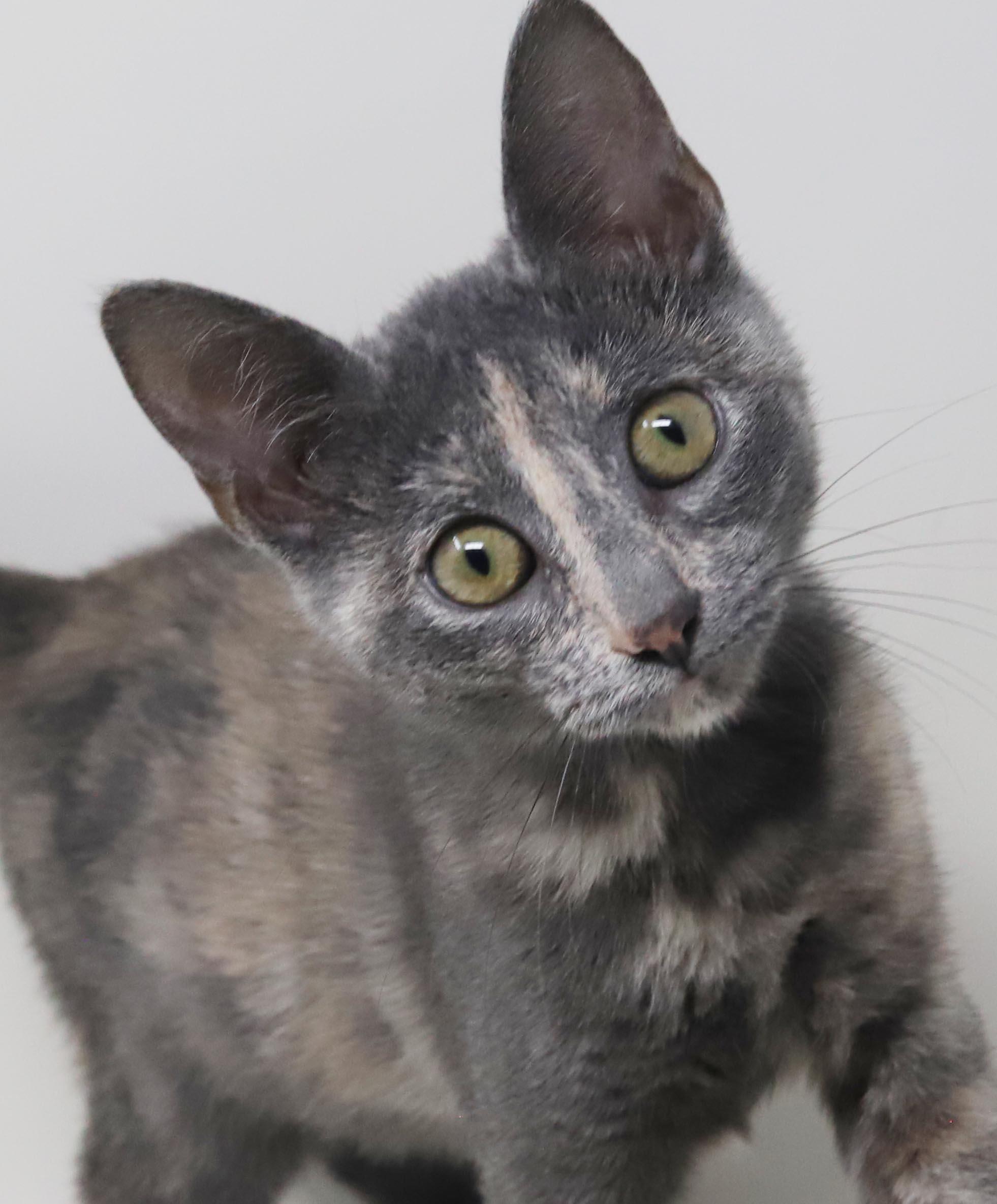 Bliss is a blast - Super model petite princess of purring - VIDEO, Adoptable, Kitten Female Dilute Tortoiseshell & Russian Blue.