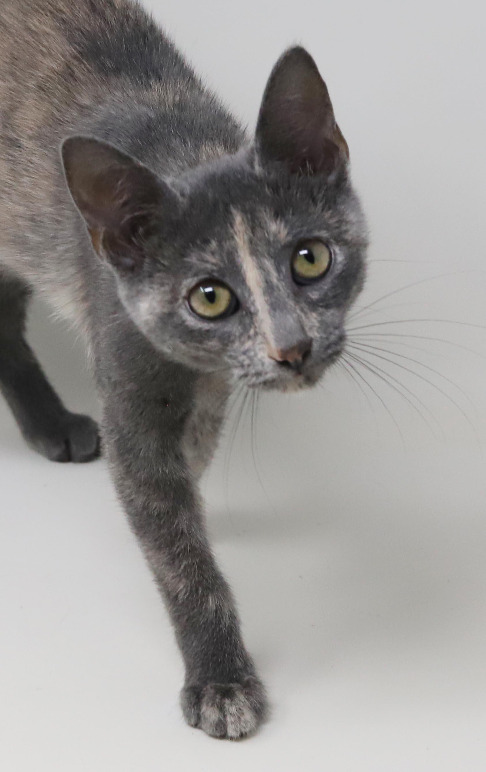 Enlarge Bliss is a blast - Super model petite princess of purring - VIDEO, a Adoptable mixed breed in Bedford Hills, NY image 5/6