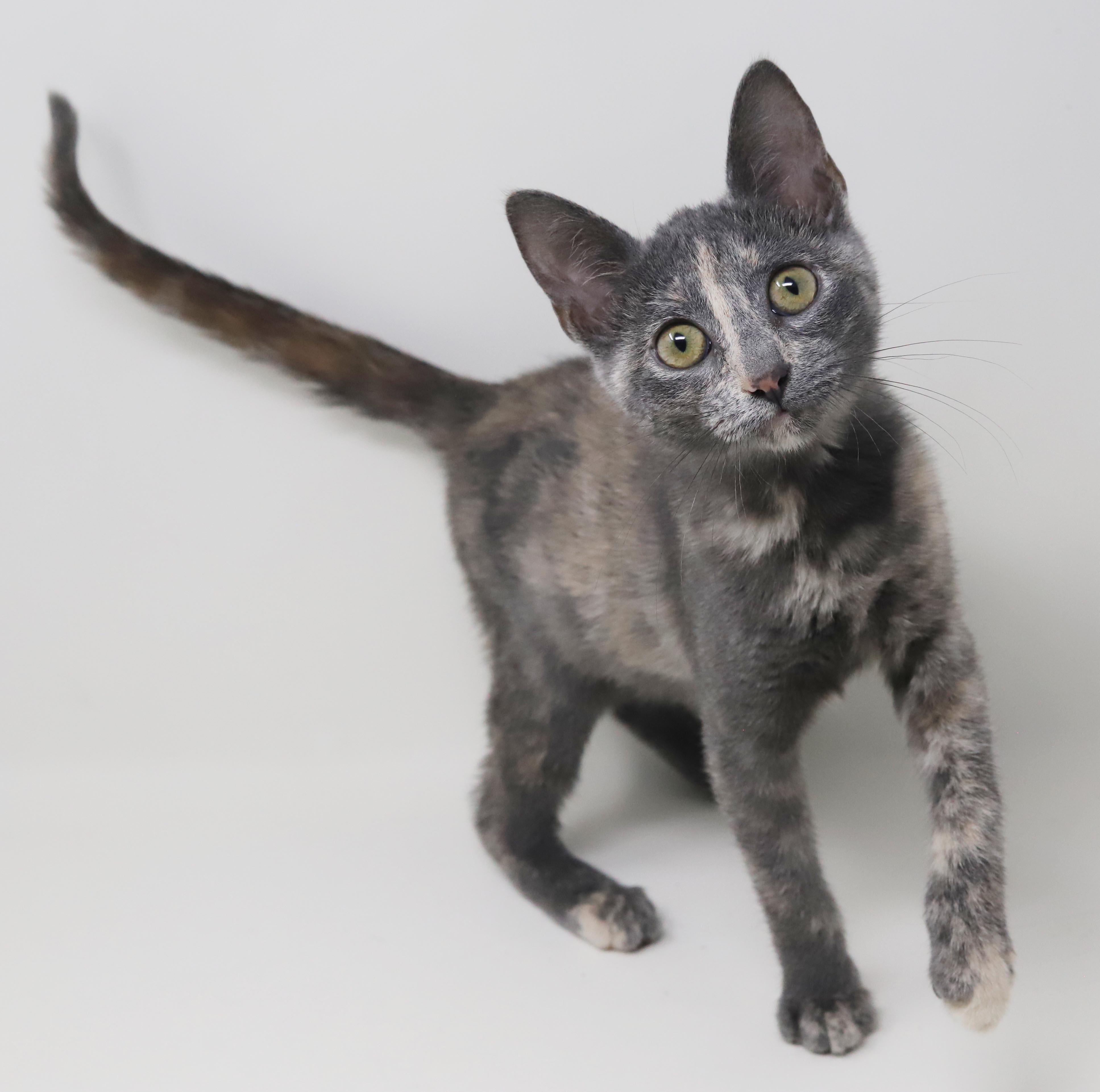 Enlarge Bliss is a blast - Super model petite princess of purring - VIDEO, a Adoptable mixed breed in Bedford Hills, NY image 6/6