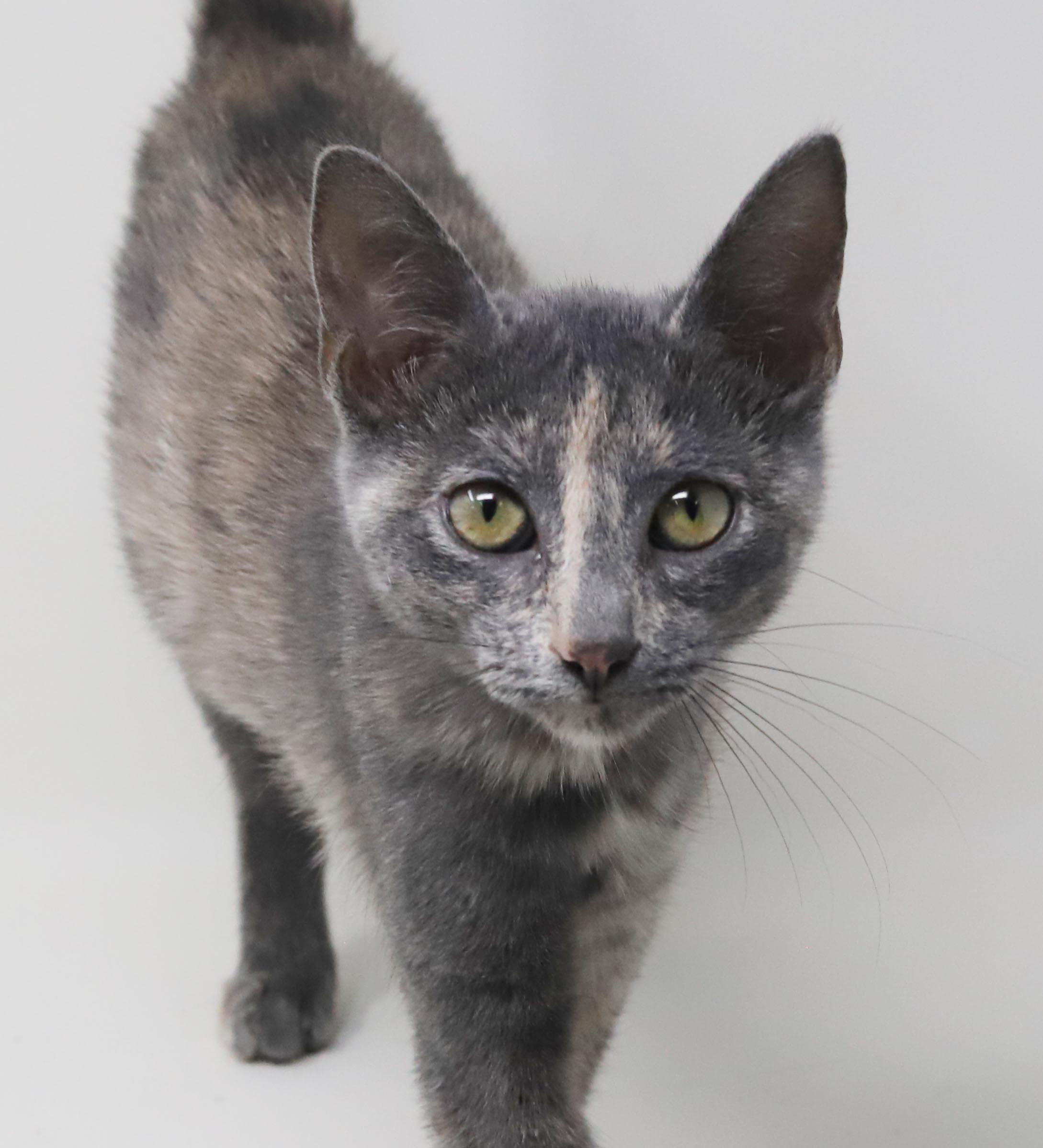 Enlarge Bliss is a blast - Super model petite princess of purring - VIDEO, a Adoptable mixed breed in Bedford Hills, NY image 4/6