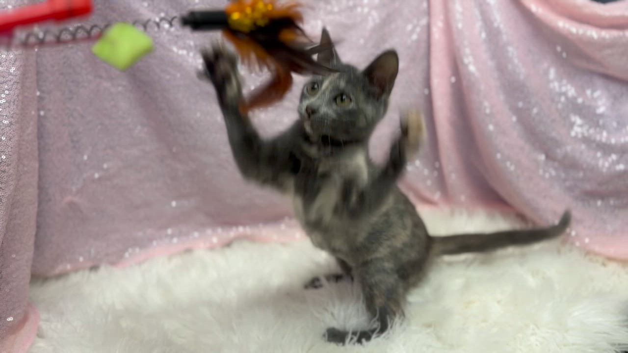 Enlarge Bliss is a blast - Super model petite princess of purring - VIDEO, a Adoptable mixed breed in Bedford Hills, NY video 2/6