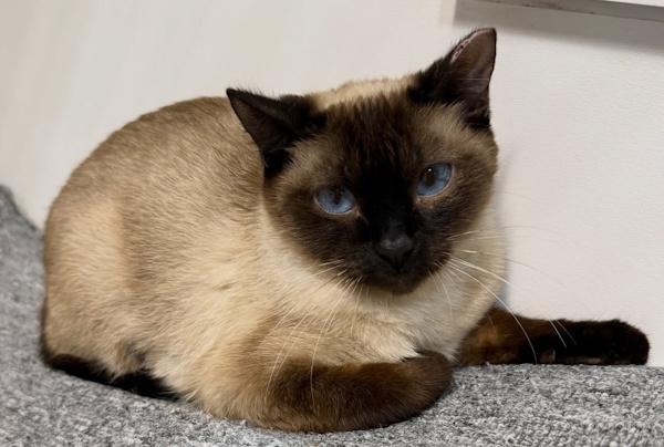 Enlarge BUTTERCUP, a ADOPTABLE Siamese in Madison, WI image 2/2
