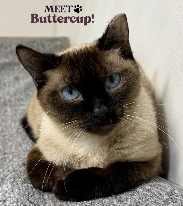 BUTTERCUP, ADOPTABLE, Young Female Siamese.