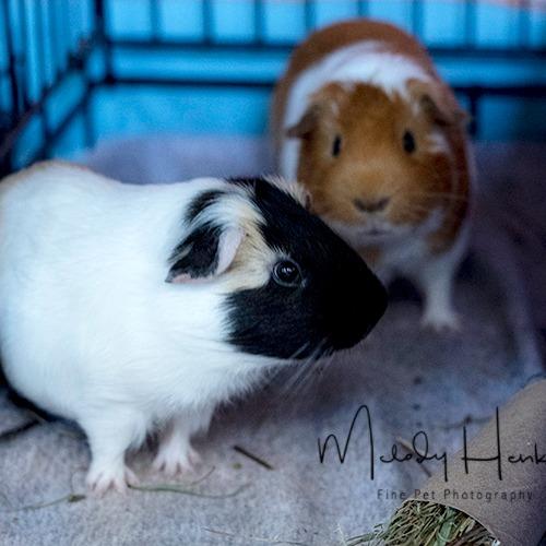 Jerry, Adoptable, Adult Male Guinea Pig.
