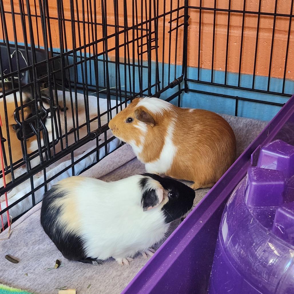 Jerry, a Adoptable Guinea Pig in Brockton, MA image 2/2