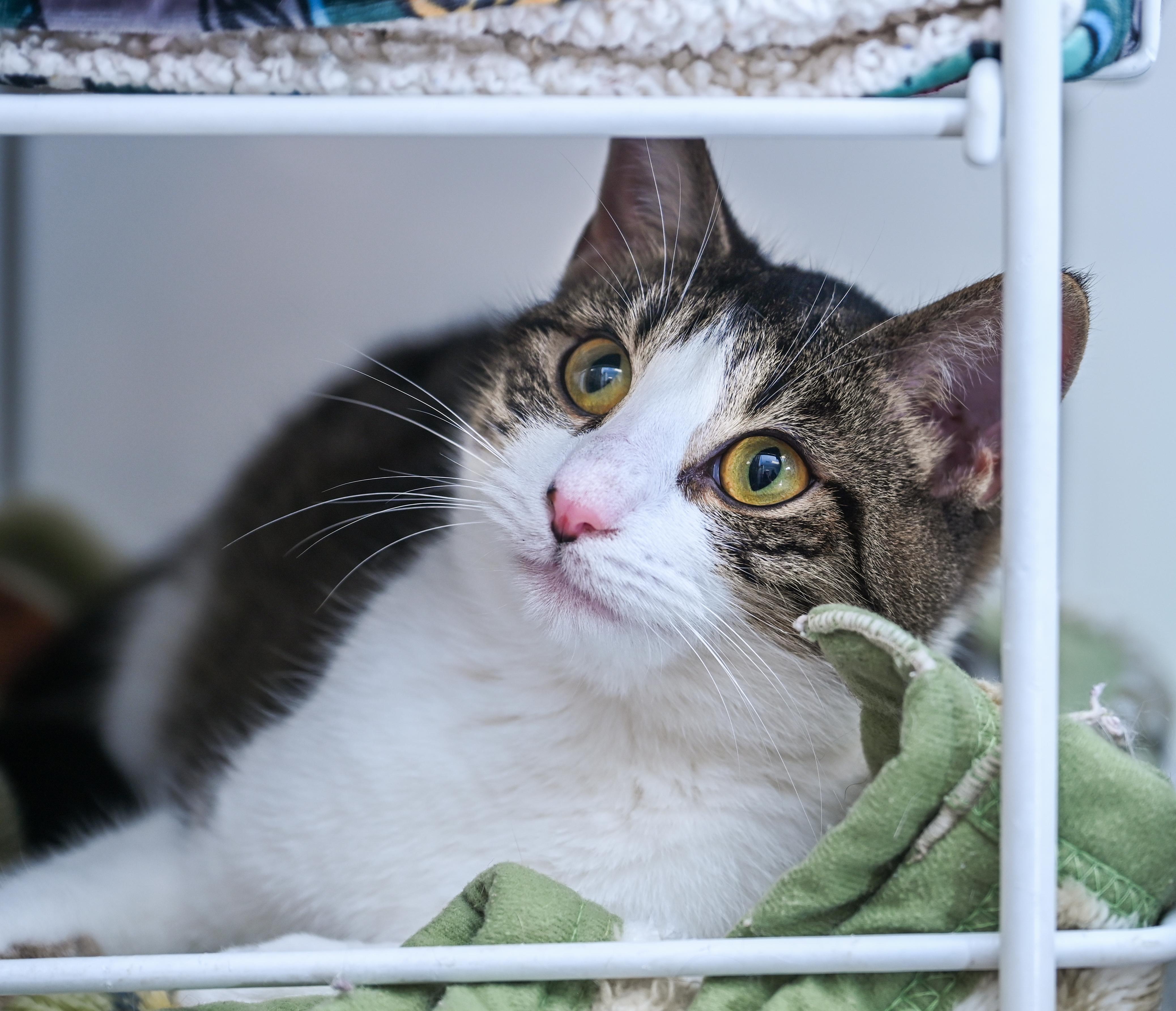 Jackie, adopted, Young Female Tabby & Domestic Short Hair.