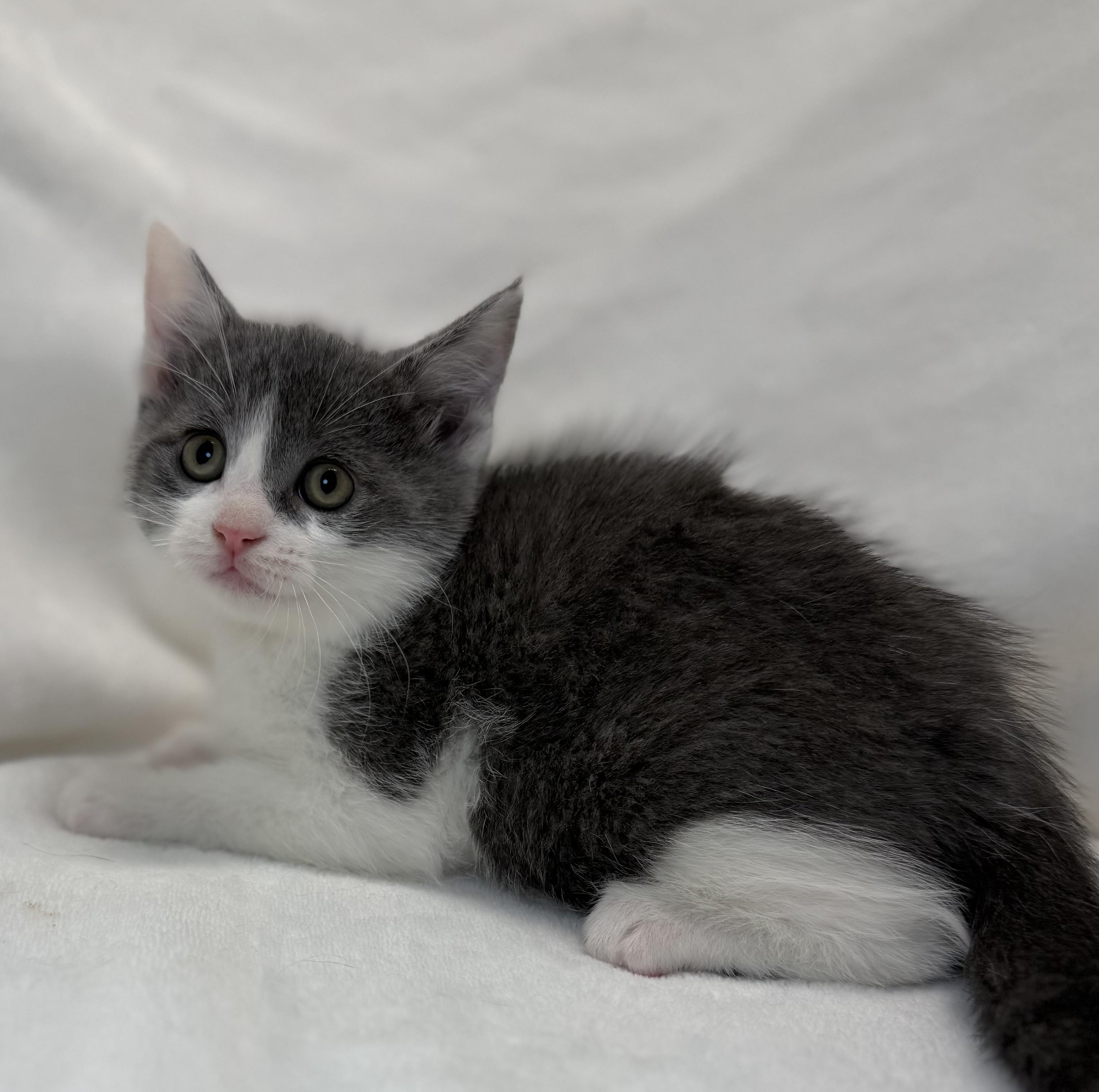 Enlarge Gillian, a ADOPTABLE Domestic Short Hair in Greensboro, NC image 2/3
