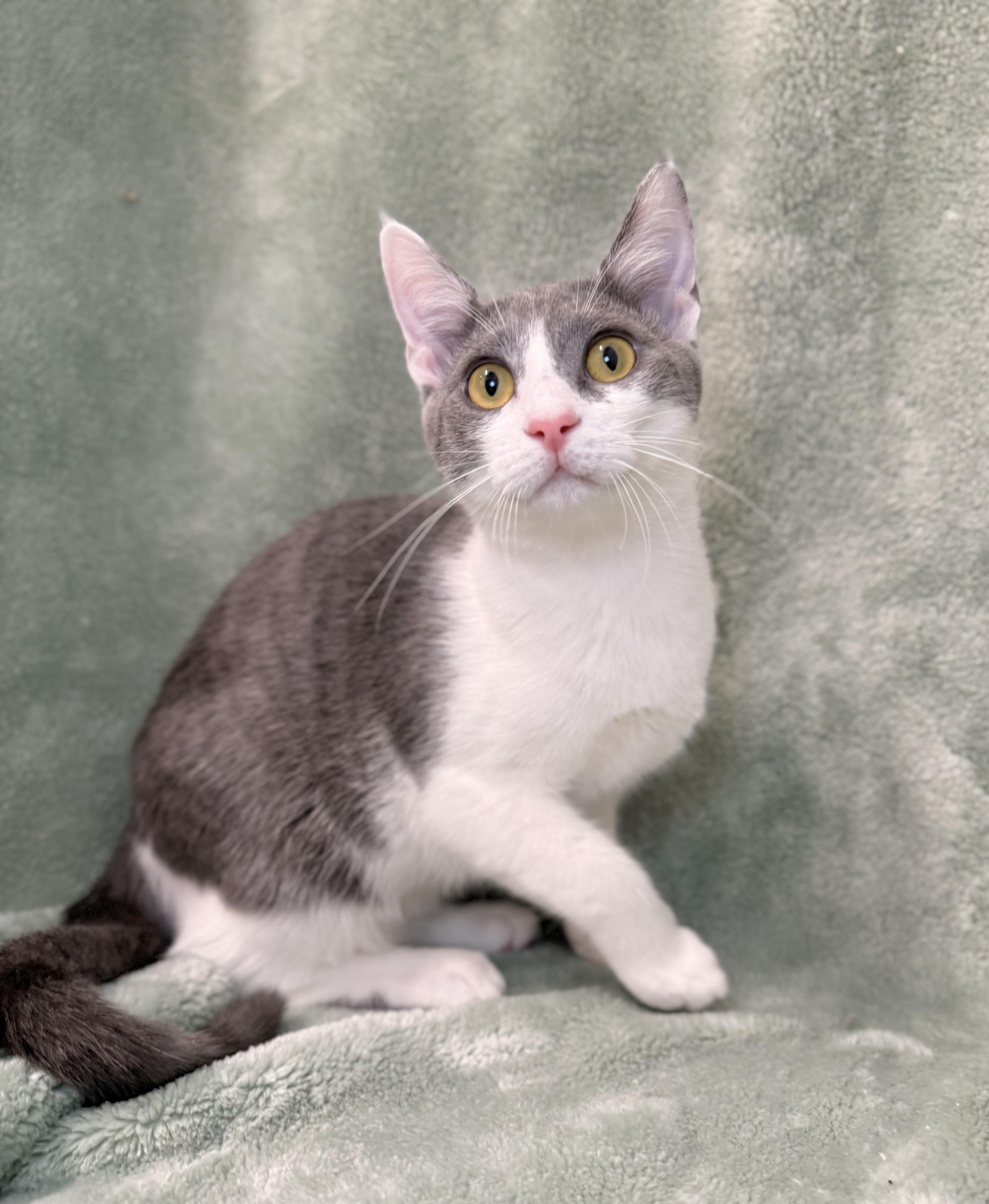 Gillian, ADOPTABLE, Kitten Female Domestic Short Hair.