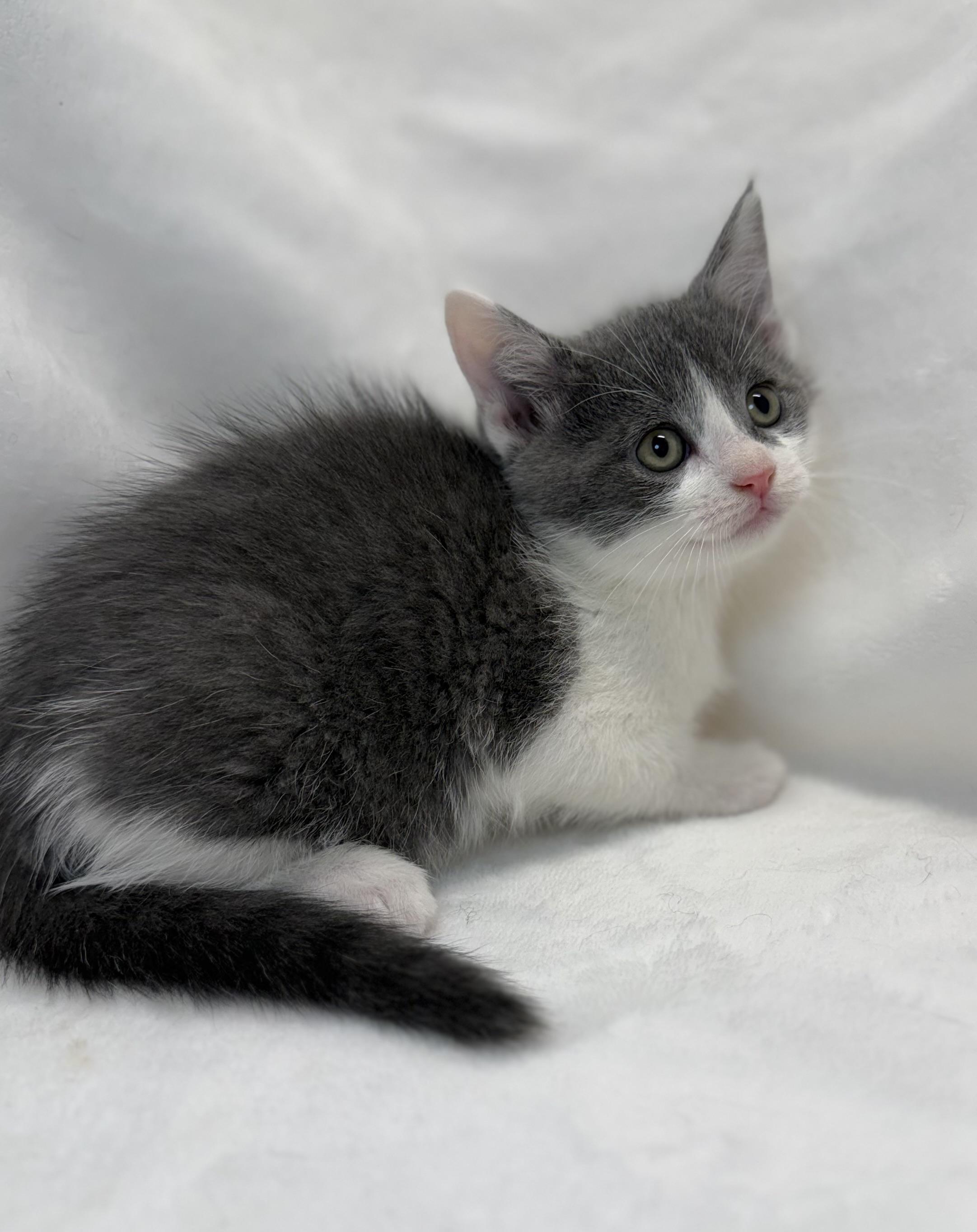 Enlarge Gillian, a ADOPTABLE Domestic Short Hair in Greensboro, NC image 3/3