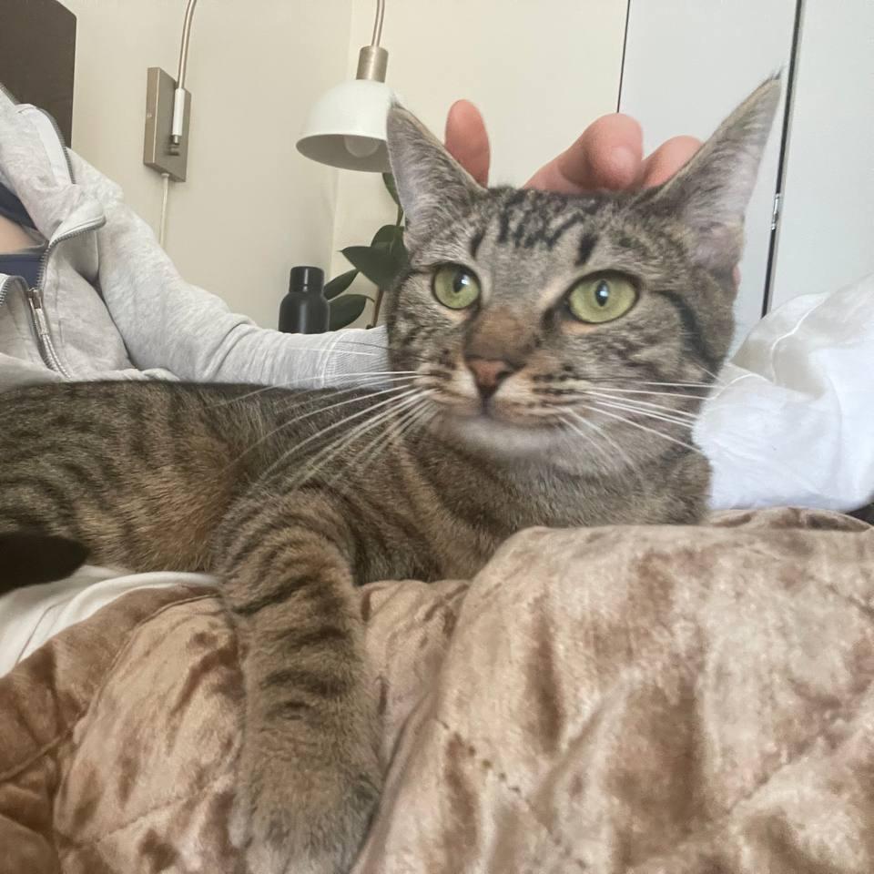 Pepper, Adoptable, Adult Female Domestic Short Hair.