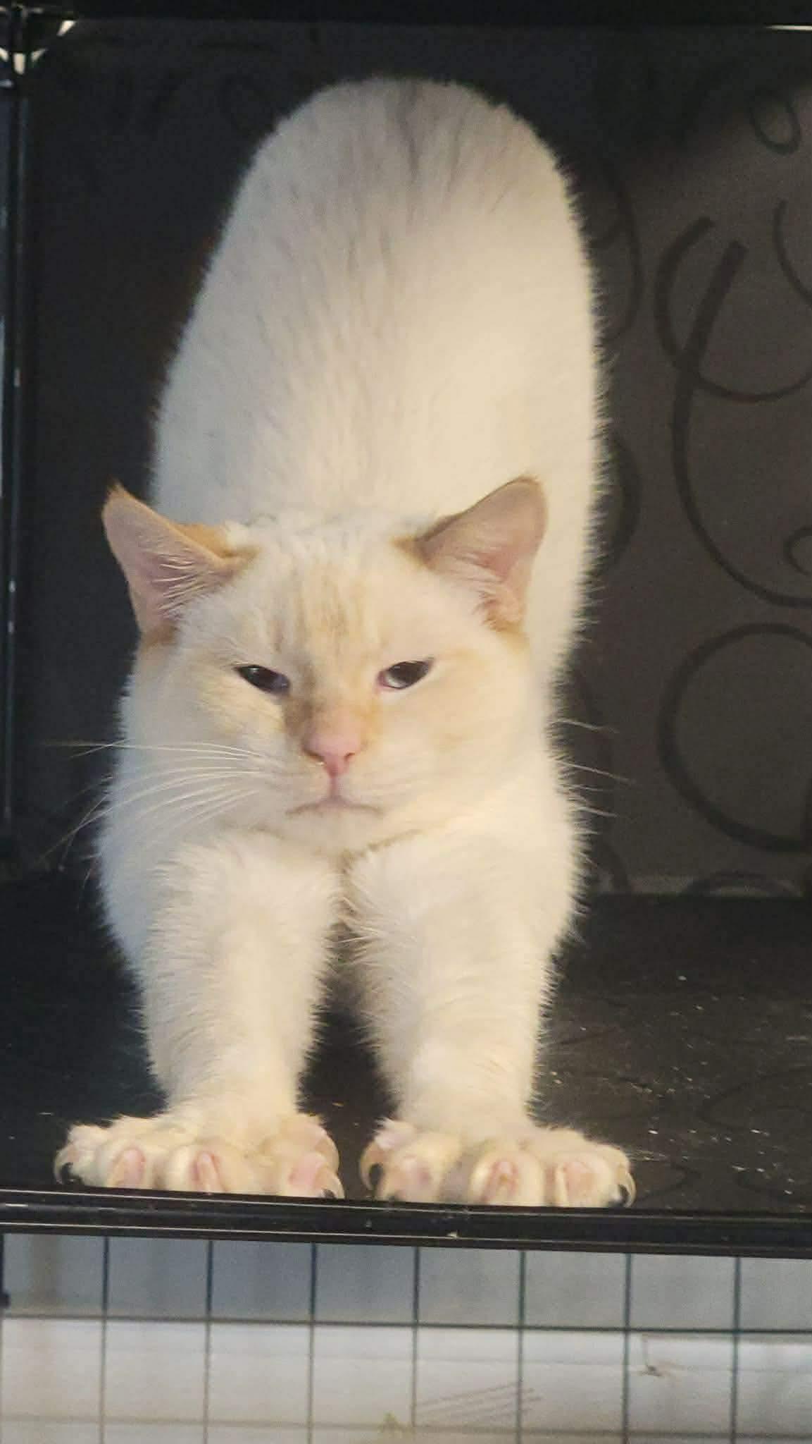 George (LM-Fostered in TN), ADOPTABLE, Adult Male Siamese.