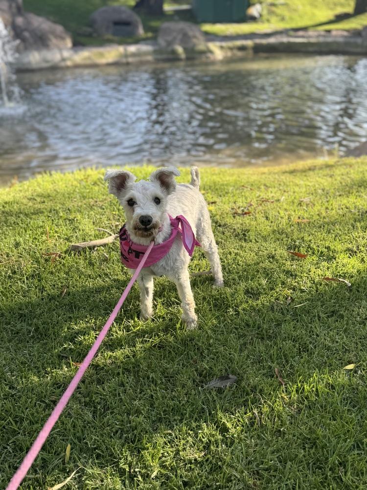 Enlarge Chelsey, a Adoptable mixed breed in Gig Harbor, WA image 1/6