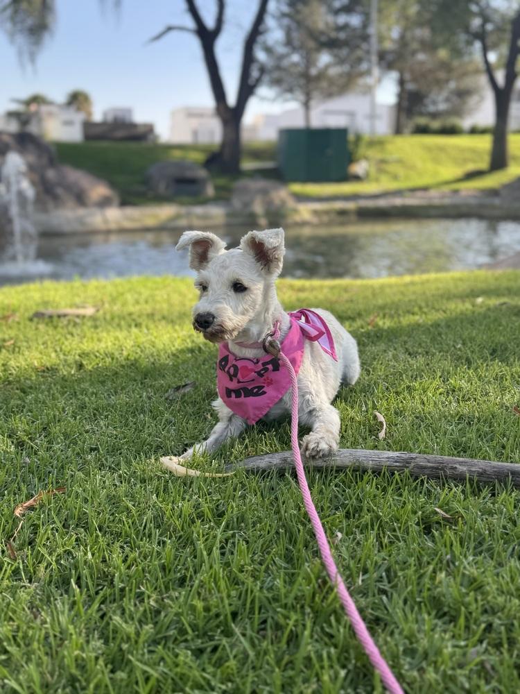 Enlarge Chelsey, a Adoptable mixed breed in Gig Harbor, WA image 2/6