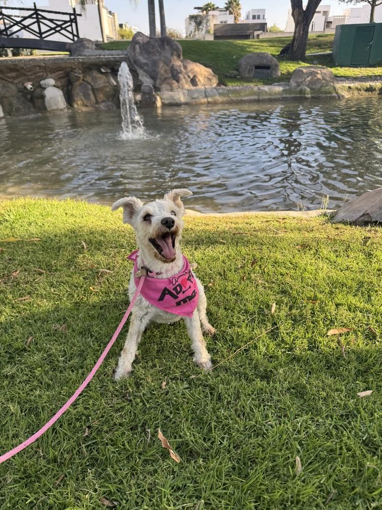 Enlarge Chelsey, a Adoptable mixed breed in Gig Harbor, WA image 3/6