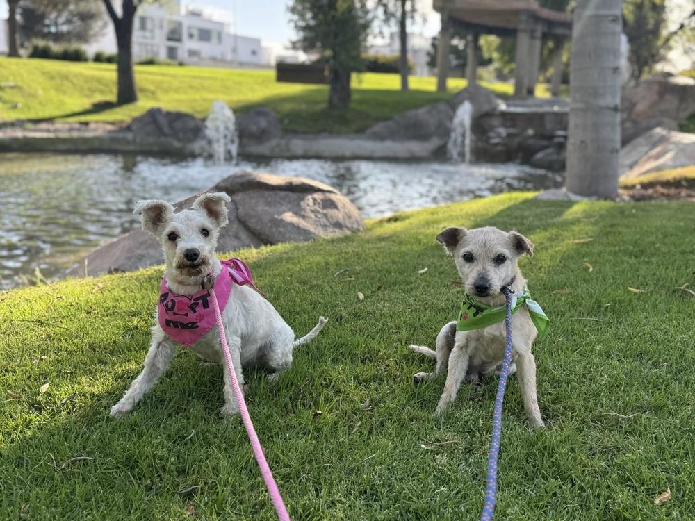 Enlarge Chelsey, a Adoptable mixed breed in Gig Harbor, WA image 4/6