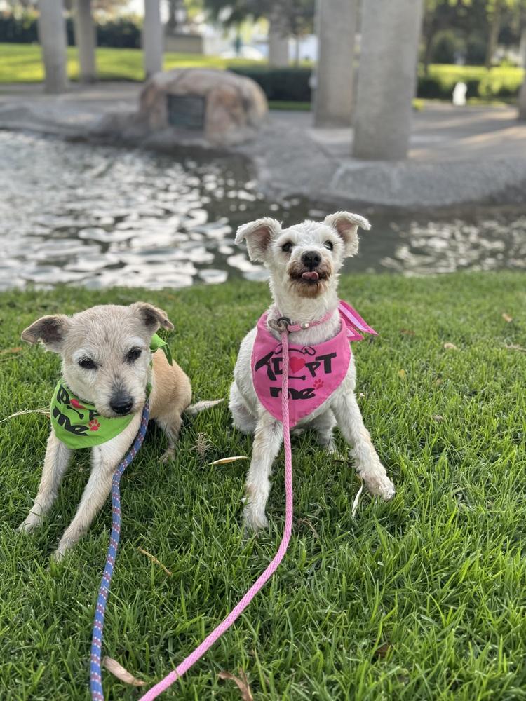 Enlarge Chelsey, a Adoptable mixed breed in Gig Harbor, WA image 5/6