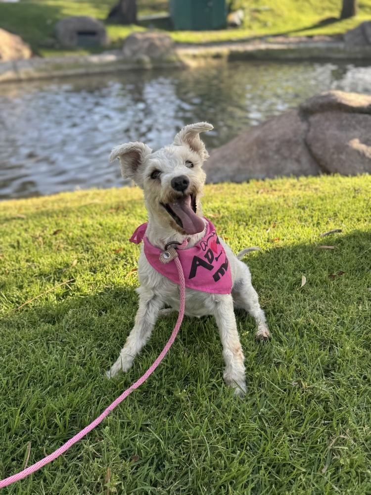 Enlarge Chelsey, a Adoptable mixed breed in Gig Harbor, WA image 6/6